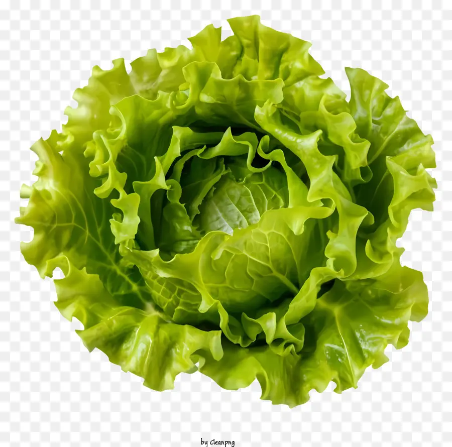 Cartoon Salat Grüne Salat Blattsalat frischer Salat - Realistisches Bild von frischem grünen Salat