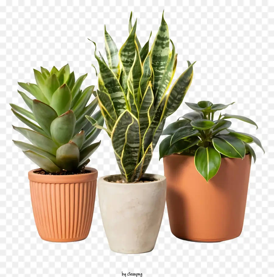 cartoon indoor plants clay pots green plants fleshy leaves