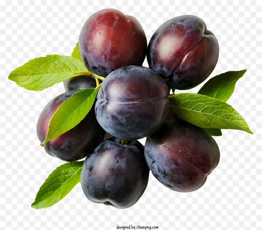 Pugno viola fumetti prugne fresche prugne grassocce raccolte prugne - Pugne viola fresche e paffute sullo sfondo nero