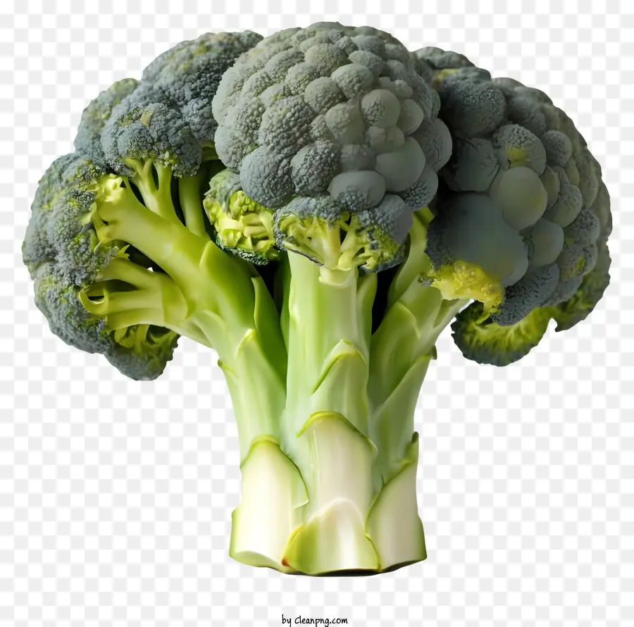 gesunde Ernährung - Hochauflösendes Bild des runden grünen Brokkoli