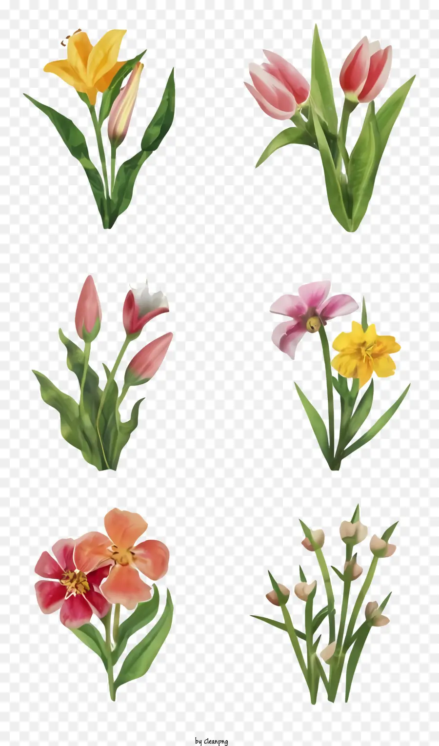 hoa hoạt hình hoa tulip hoa màu hoa tulip - Bó hoa đầy màu sắc với nền đen