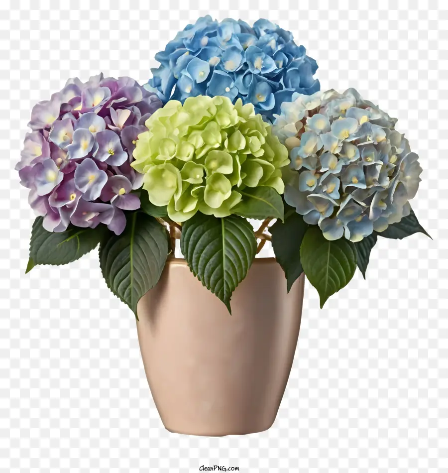 Cartoon Topfhordera Blau Hortensie Blüten grüne Hortensie Blüten weiße Hortensie Blumen - Farbenfroher Topfhydrant mit blühenden Blumen