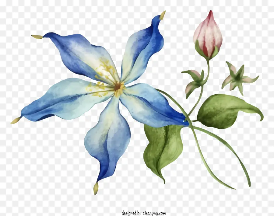 hoa màu xanh - Hoa màu xanh với cánh hoa trắng và trung tâm màu vàng