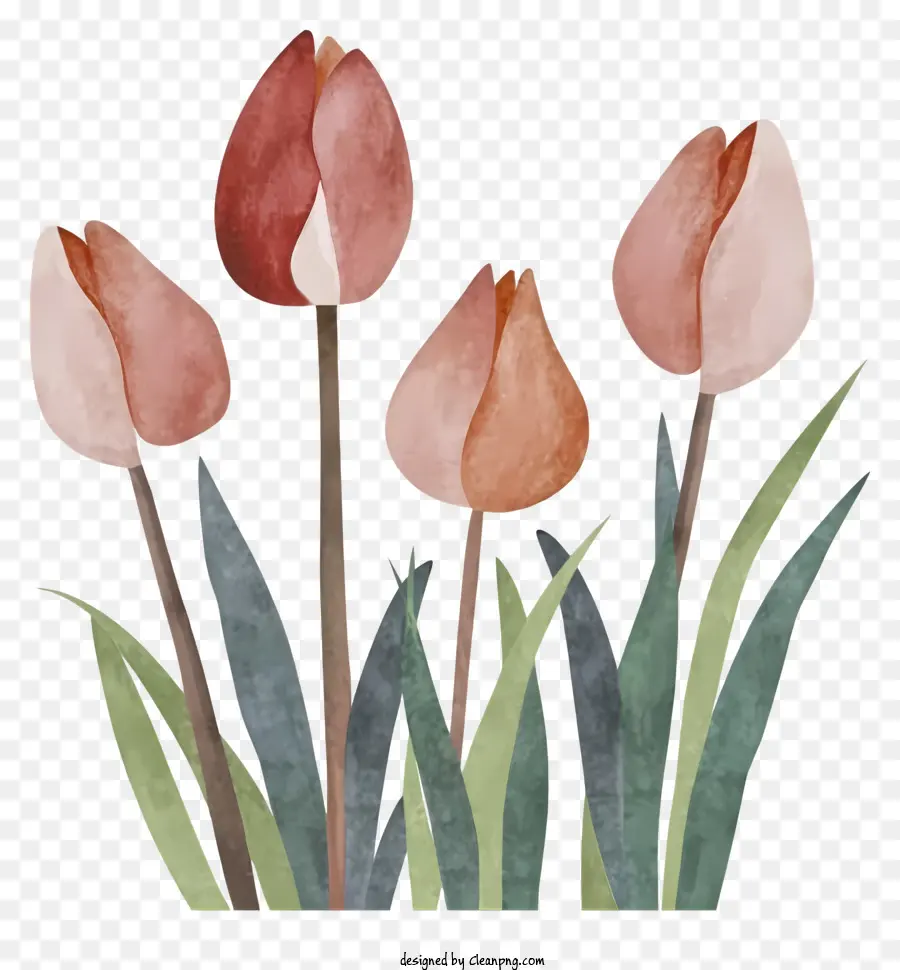 hoa mùa xuân - Ba hoa tulip màu hồng ở trường xanh, nền đen