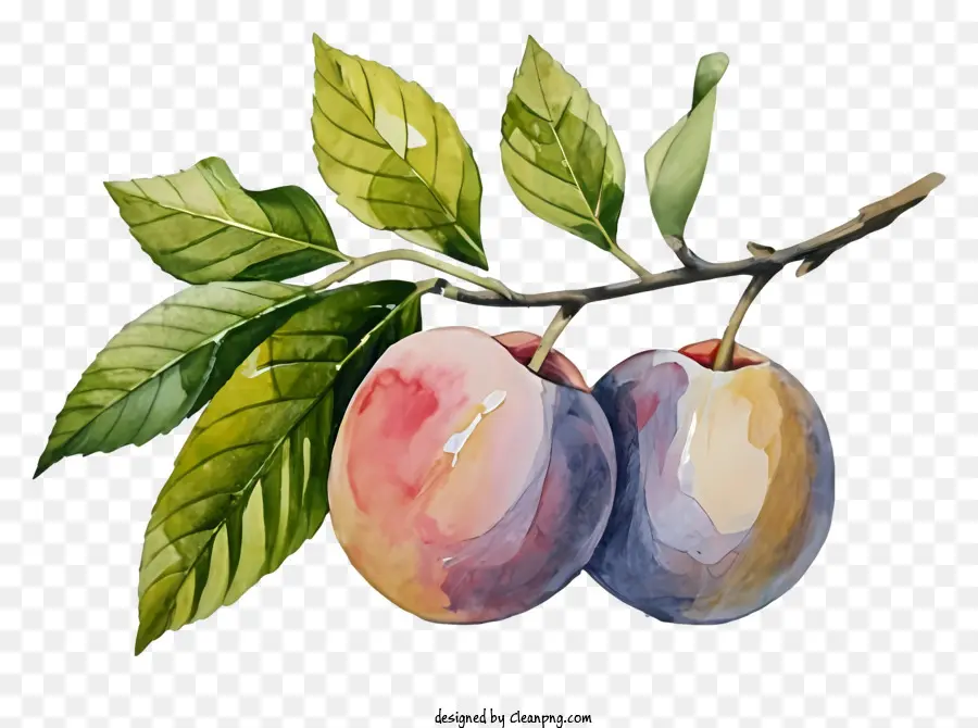 cartoon keywords painting plums ripe