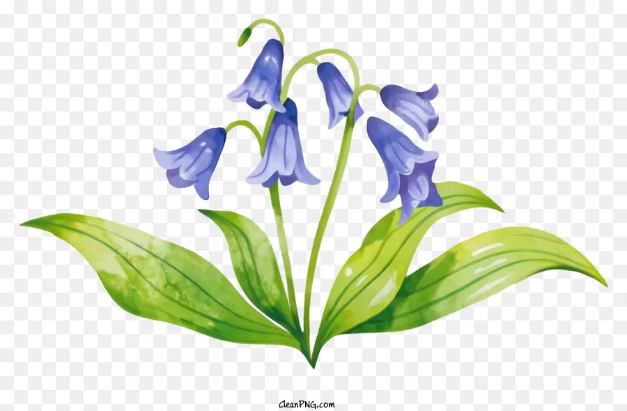 Wildblumen - Bluebellblume im natürlichen und eleganten Aussehen