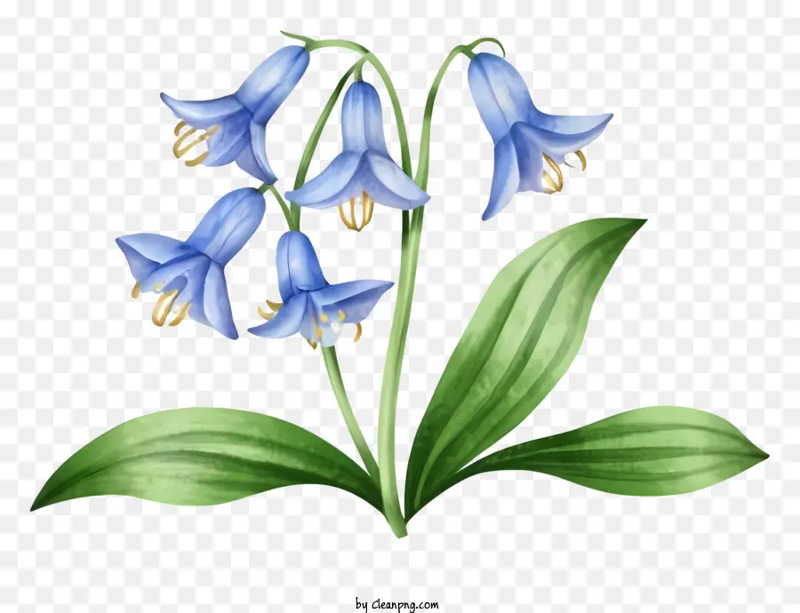 foglie di foglie del centro bianco blu di fiore blu di fumetti - Bluebell Flower con quattro petali blu e centro bianco sullo sfondo nero