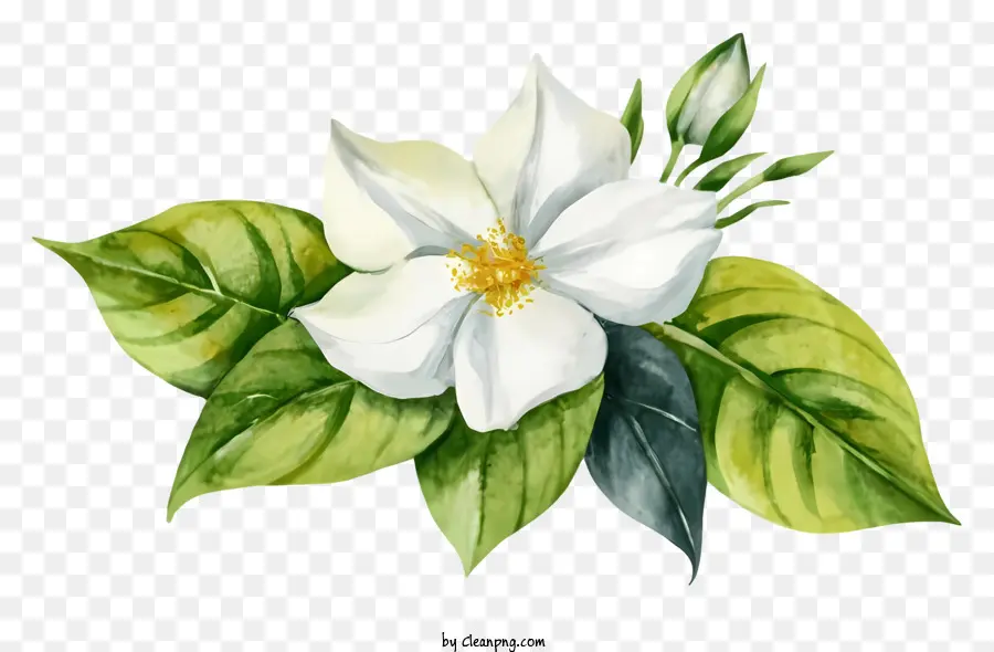 Jasmin Blume - Weiße Jasminblume symbolisiert Reinheit und Unschuld