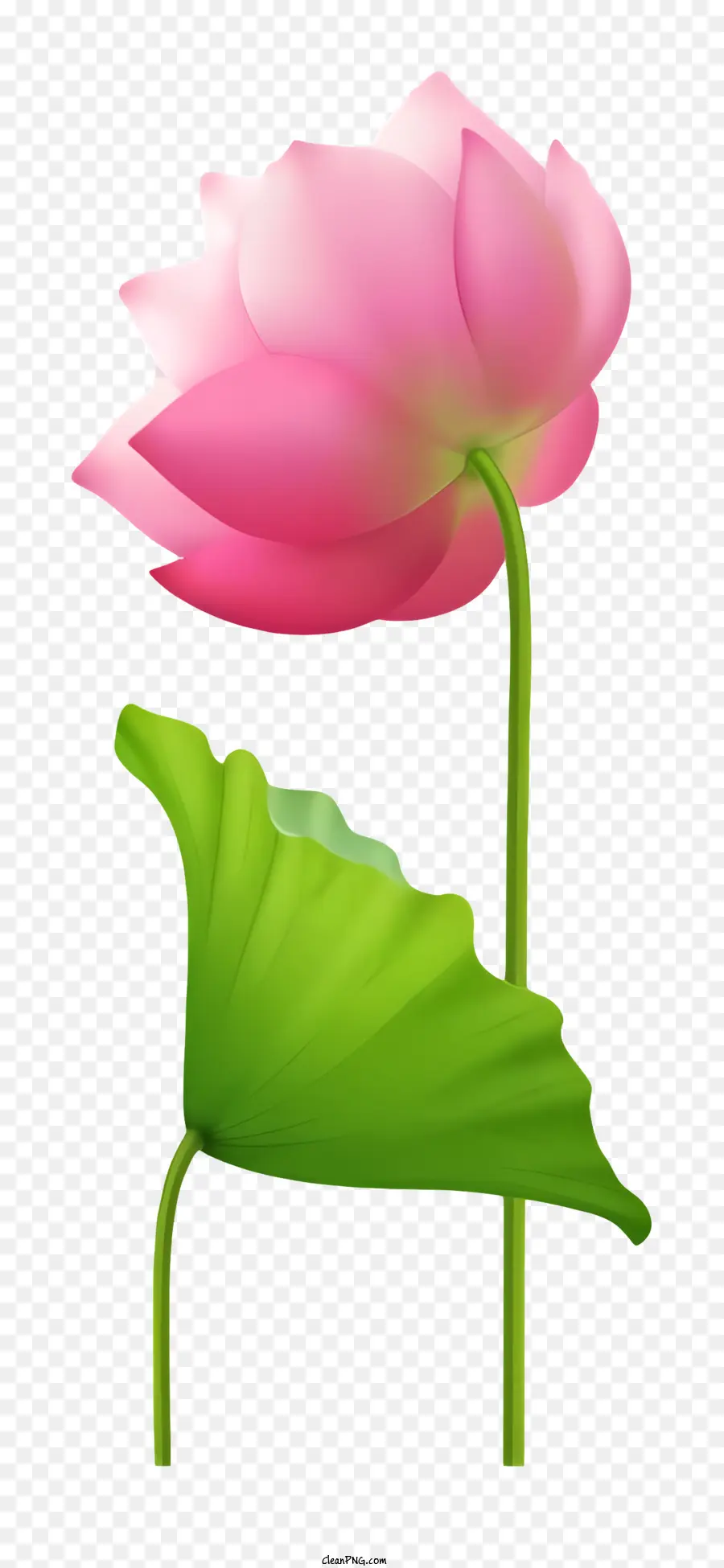 Icon Pink Lotus Blume Schwarze Hintergrund Grüne Blätter verbreiten offene Blütenblätter - Rosa Lotusblume mit grünen Blättern auf schwarzem Hintergrund