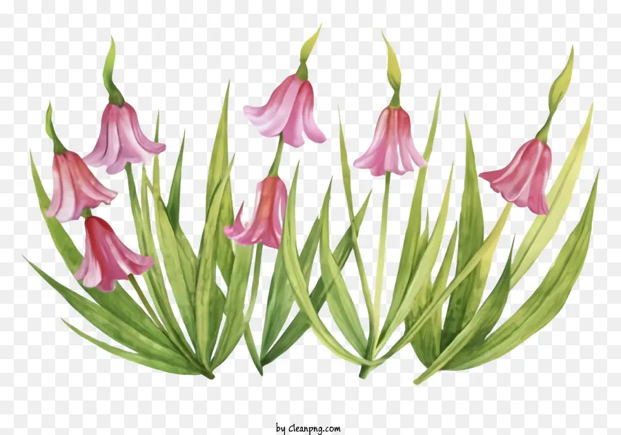 Phim hoạt hình hoa màu hồng ba cánh hoa trung tâm màu xanh lá cây - Nhóm hoa màu hồng với ba cánh hoa