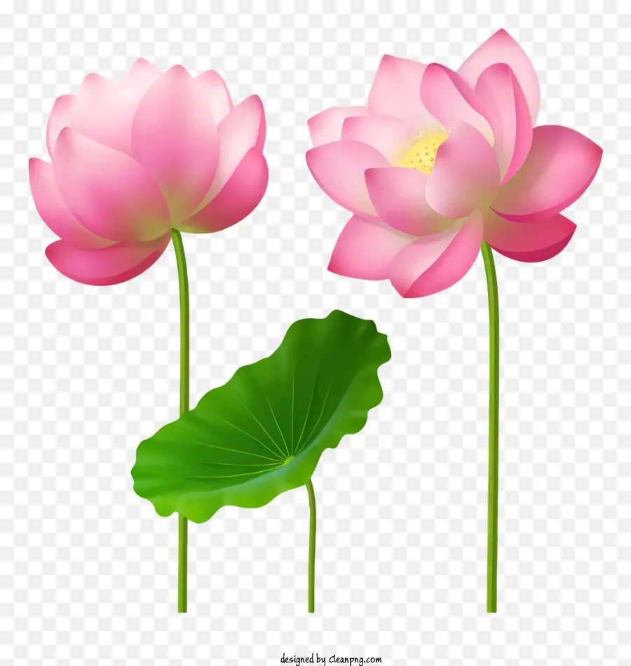 Florale Schönheit - Pink Lotus Blumen in voller Blüte, schwebend