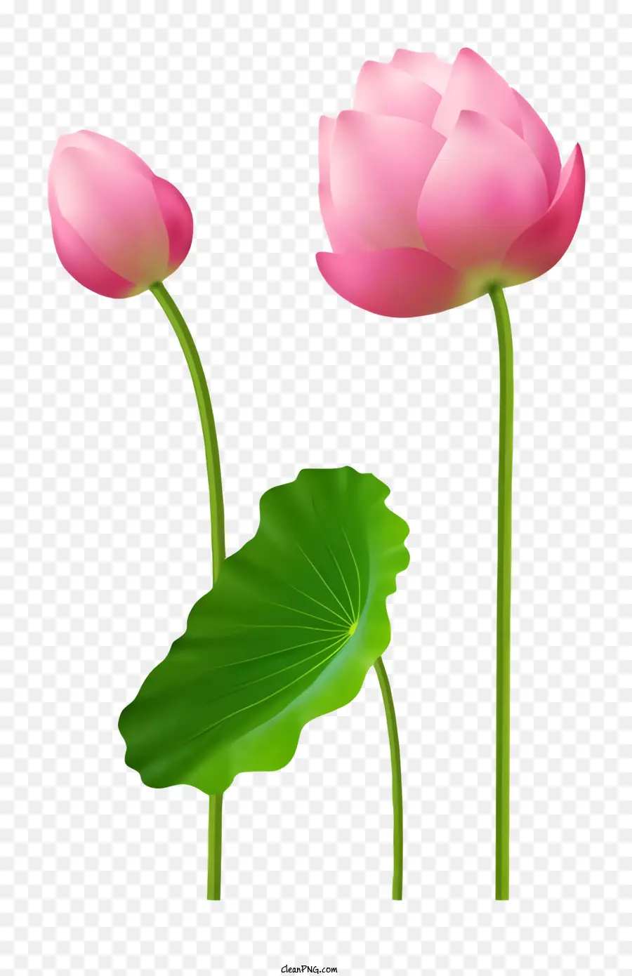Florale Schönheit - Drei rosa Lotusblumen mit grünen Blättern