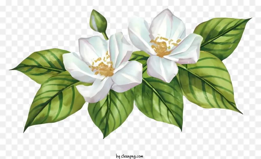 Cartoon weiße Blüten grüne Blätter zarte Blütenblätter große Blüten - Große, zarte weiße Blüten mit lebendigen Blättern