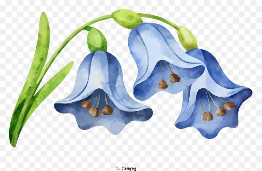 Garten, Blumen - Gruppe von blauen Blüten mit lila Blütenblättern und einzelnem Stiel