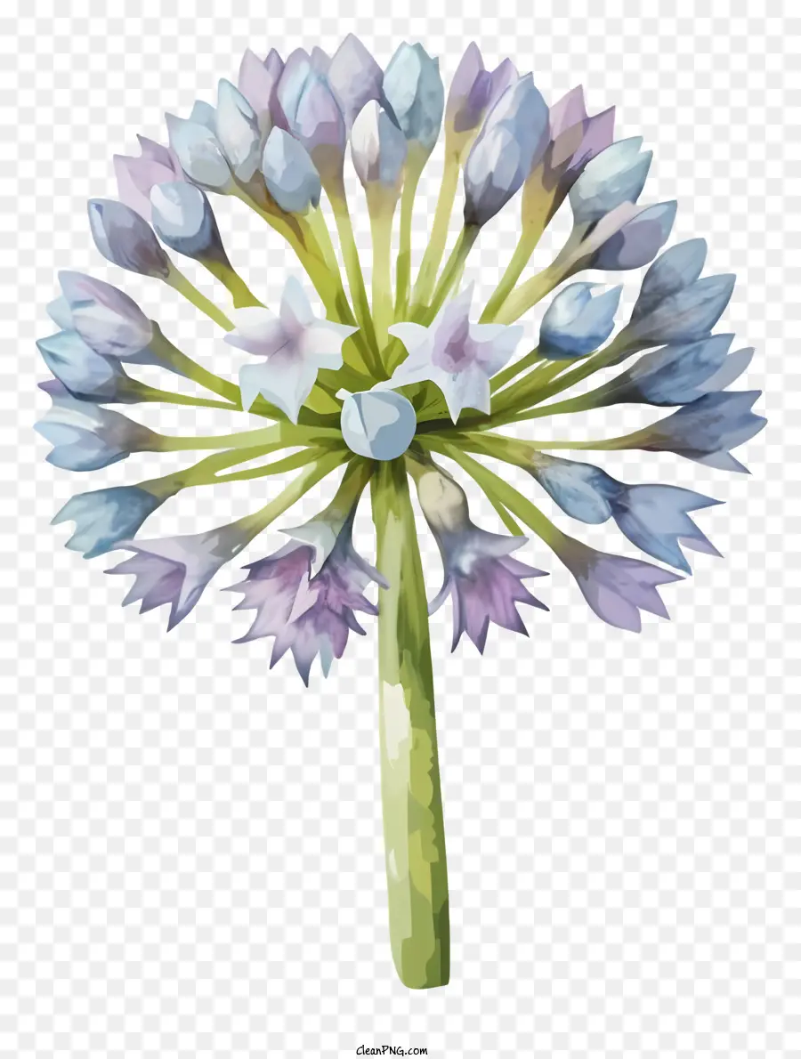 foglie di polline bianco fiore blu viola blu viola foglie verdi - Fiore di cipolla vibrante in piena fioritura, pittura ad acquerello