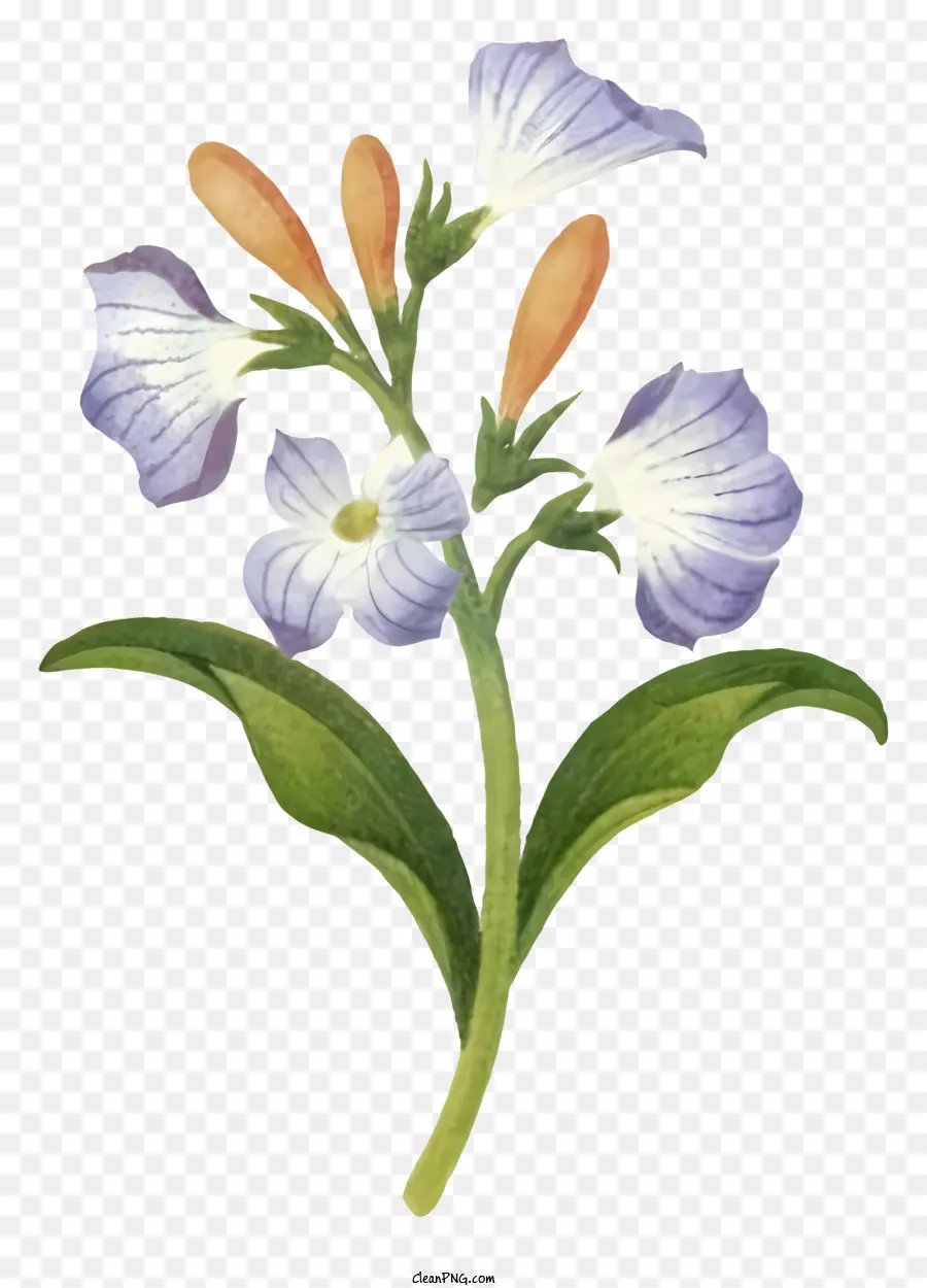 Cartoon lila und weiße Blüten dunkle Hintergrund lebende Pflanzengrüne Blätter - Lila und weiße Blütenpflanze wachsen lebhaft