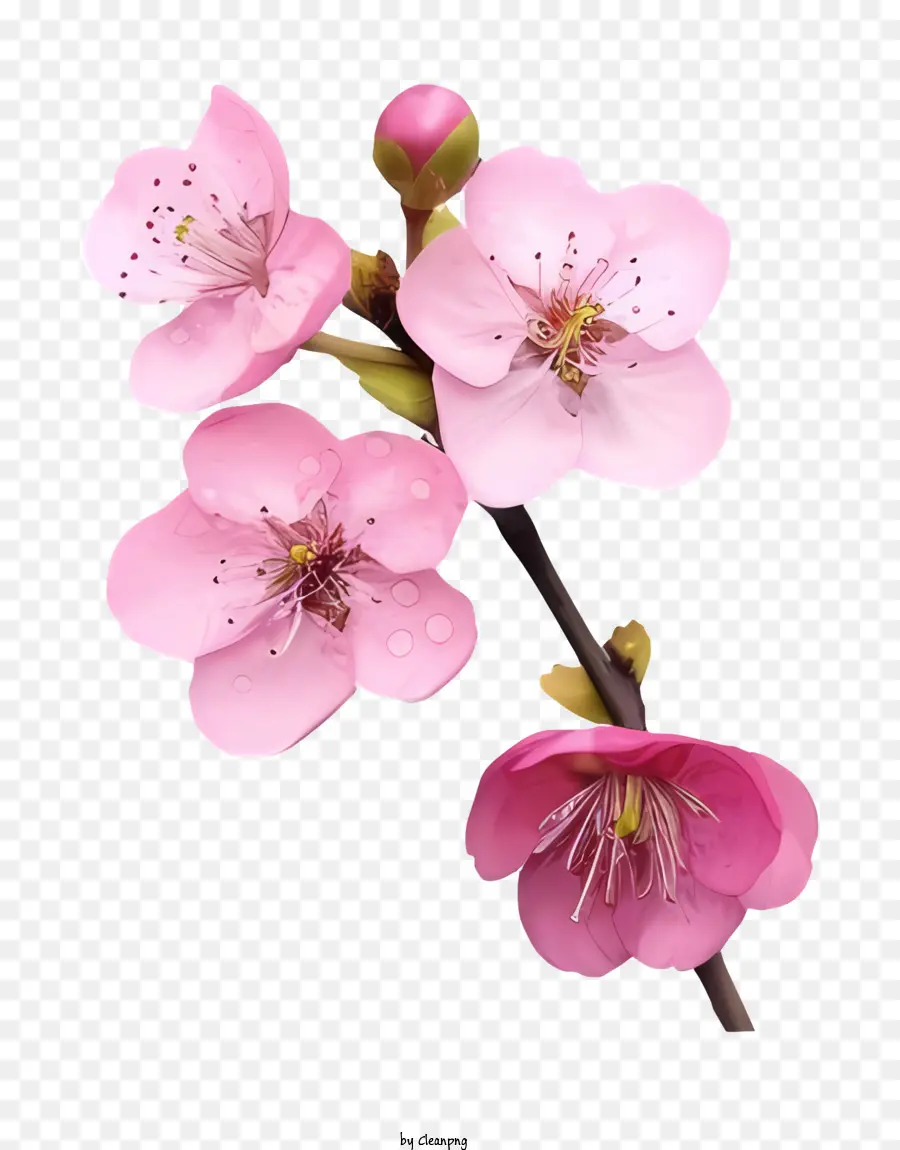 fiore rosa - Fiore rosa con bordi bianchi su sfondo nero