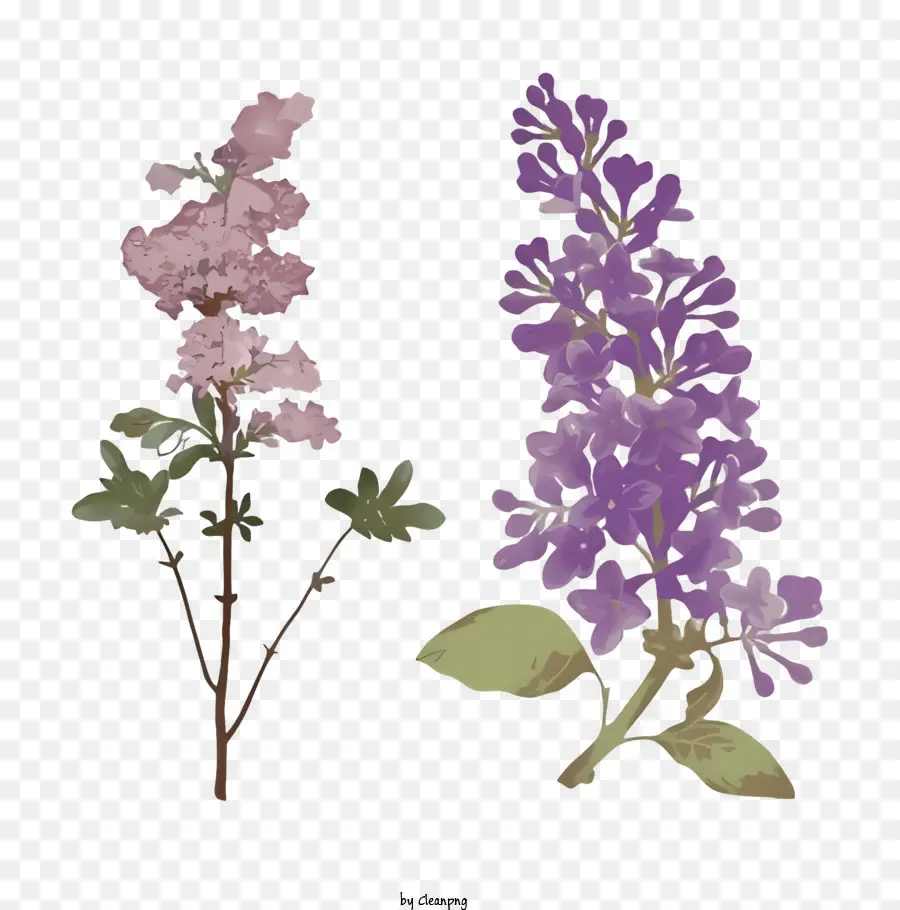 fiore viola - Immagine artistica in bianco e nero del fiore in fiore