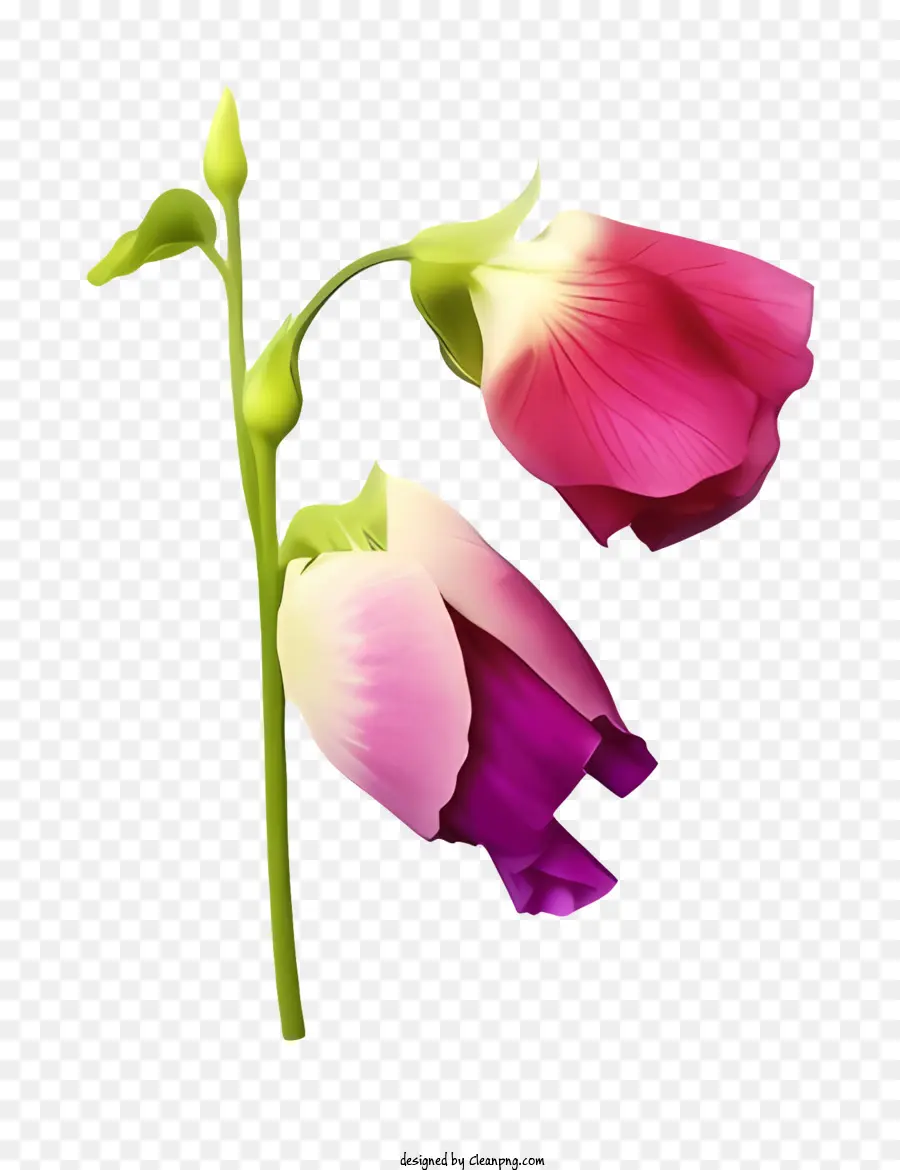 biểu tượng hoa cánh hoa màu hồng - Hoa hồng và trắng với thân cây xanh