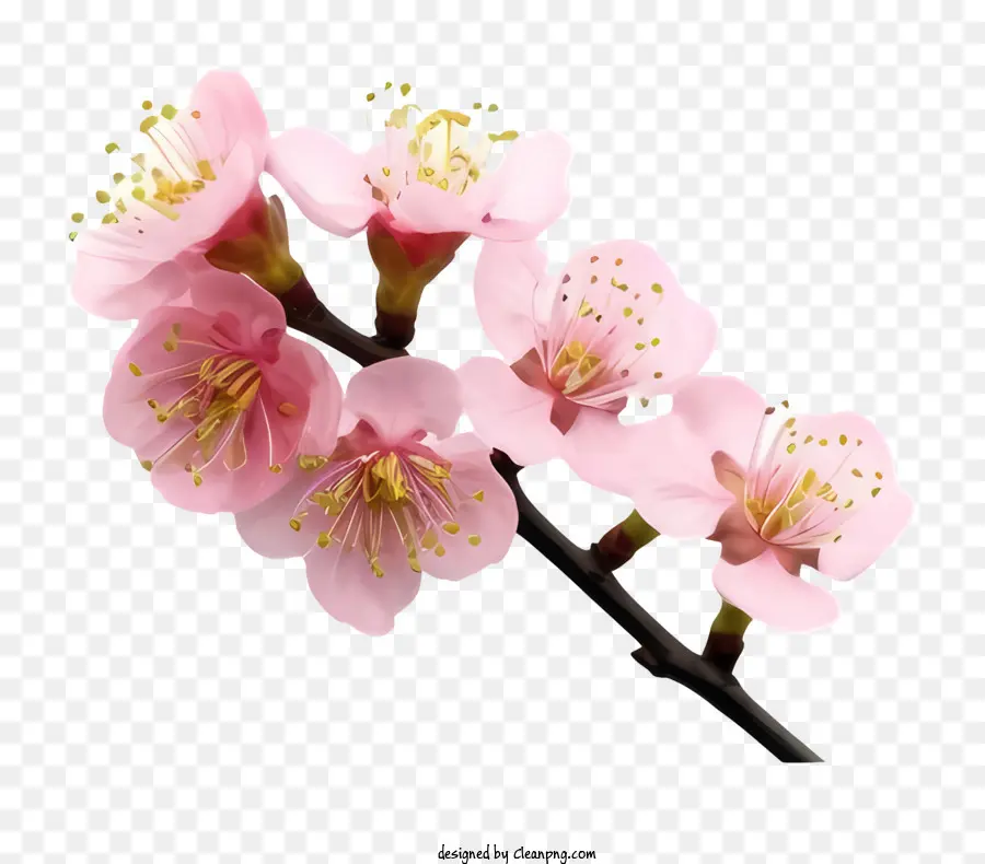 Icon Blüte Baum rosa Blumen kleine Blüten gebogene Stiel - Nahaufnahme Bild des rosa blühenden Baumzweigs