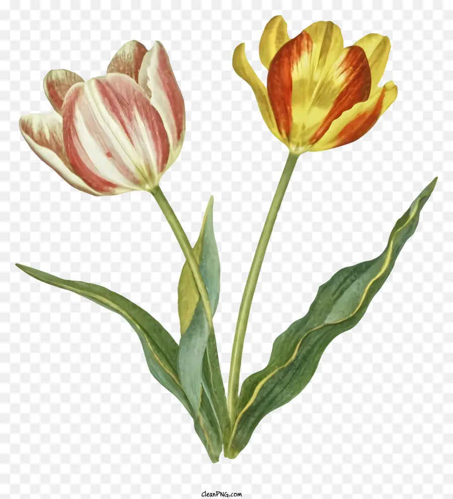 Tulpe Blume - Schwarzweißbild von Tulp in Vase
