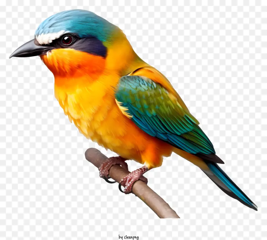 realistic bird bird branch brightly colored feathers perched