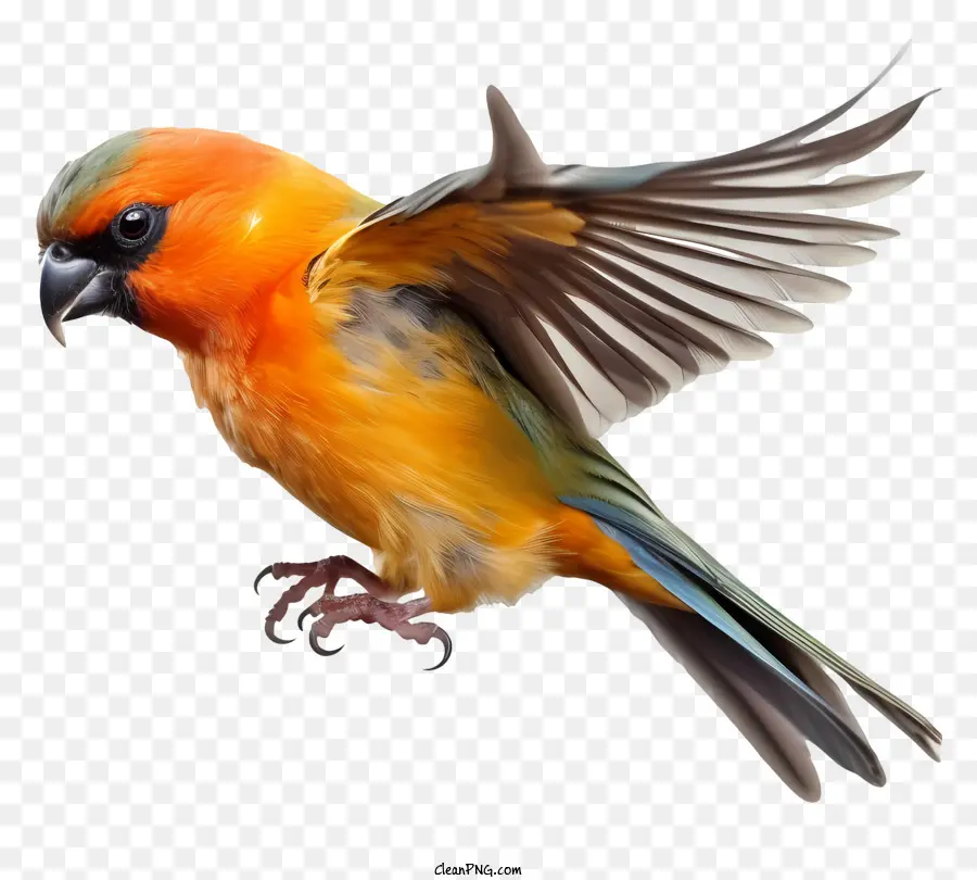 Realistischer 3D-Vogel großer Vogel Orange und grüner Vogel mit verteilten Flügeln fächerförmige Schwanzfedern - Großer orange und grünes Vogel im Flug