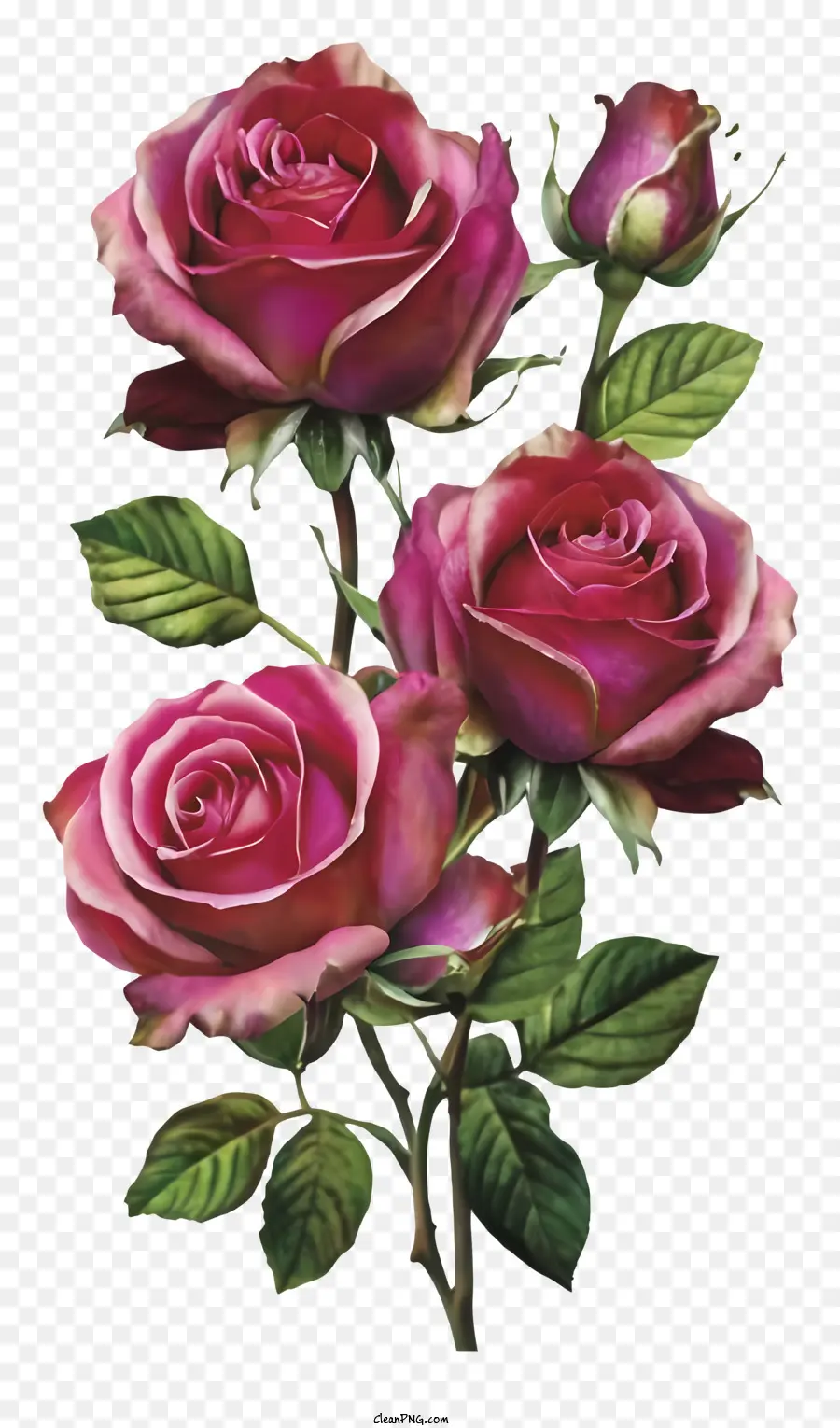 rosa Rosen - Rosa Rosen, die aus einer Vase herauswachsen