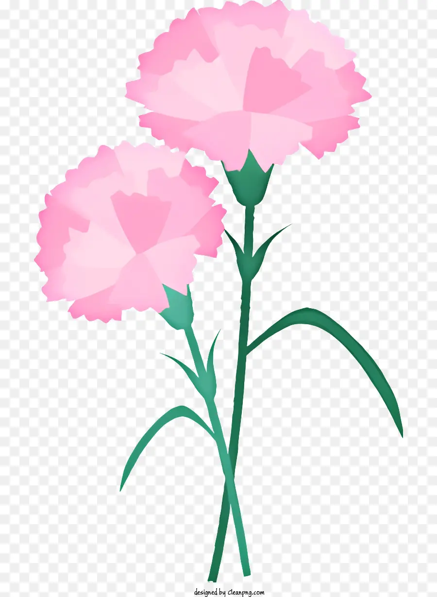 rosa Blume - Offene rosa Blume, grüne Stängel auf Schwarz