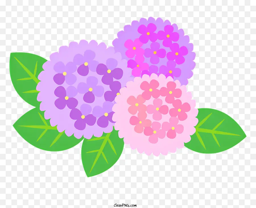 Schule Buntes Strauß rosa lila - Lebendiger Strauß mit rosa, lila Blüten auf Schwarz