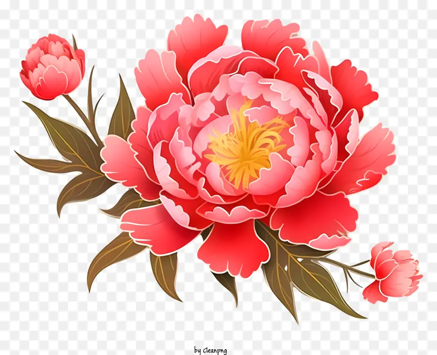 Chinese New Year Hoa Mẫu Đơn - Hoa mẫu đơn màu hồng lớn trên nền đen