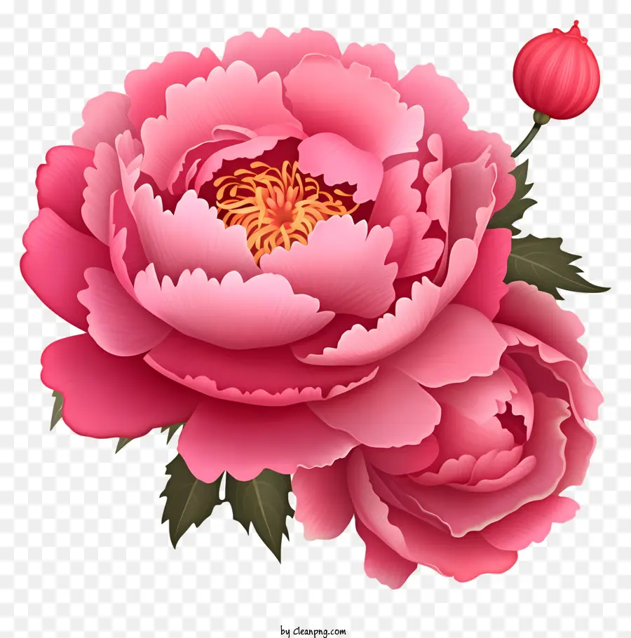 hoa hồng - Hoa mẫu đơn màu hồng rực rỡ trên nền tối