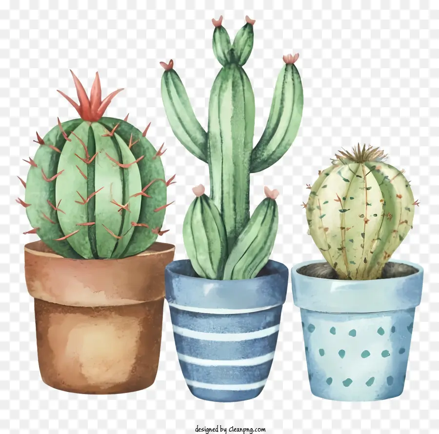 Cacti in vaso in vaso di cartone animato diversi colori blu e bianco cactus verde chiaro - Tre cactus colorati su uno sfondo nero