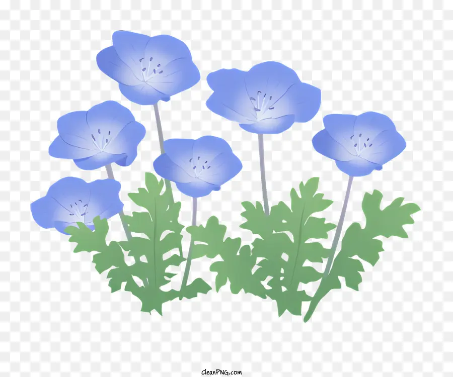 Blumenstrauß - Blaue Blüten blühen im kreisförmigen Muster auf Schwarz