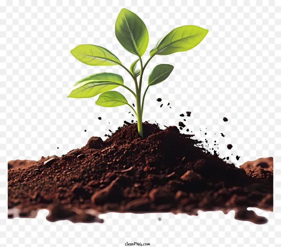 piccolo germoglio verde nella crescita delle piante del suolo foglie emergenti foglie piccole piante sane pianta - La pianta vibrante emerge dalla sporcizia stagionata