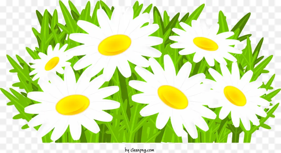 Frühlingsblumen - Blühende weiße Gänseblümchen in einem Blumenstrauß angeordnet