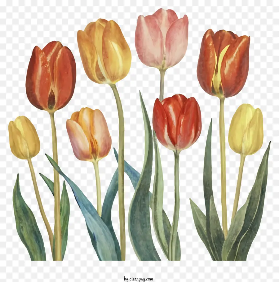 la disposizione dei fiori - Rapinto di gruppo di tulipani colorati su sfondo nero