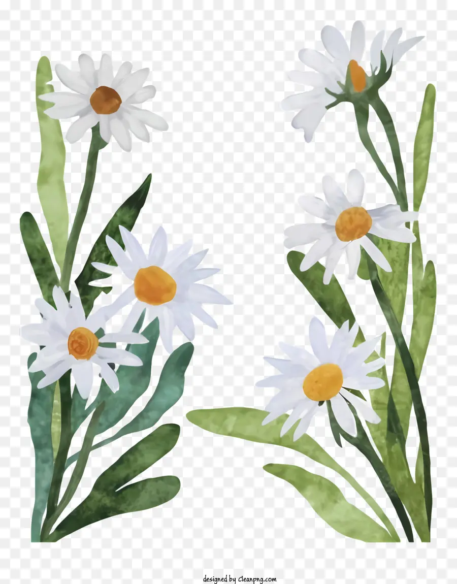 Umschlag - Realistisches Bild von zwei weißen Gänseblümchen mit gelben Zentren