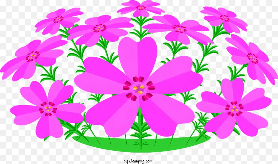rosa Blume - Nahaufnahme der rosa Blume mit 5 Blütenblättern, grüner Stiel und Blättern