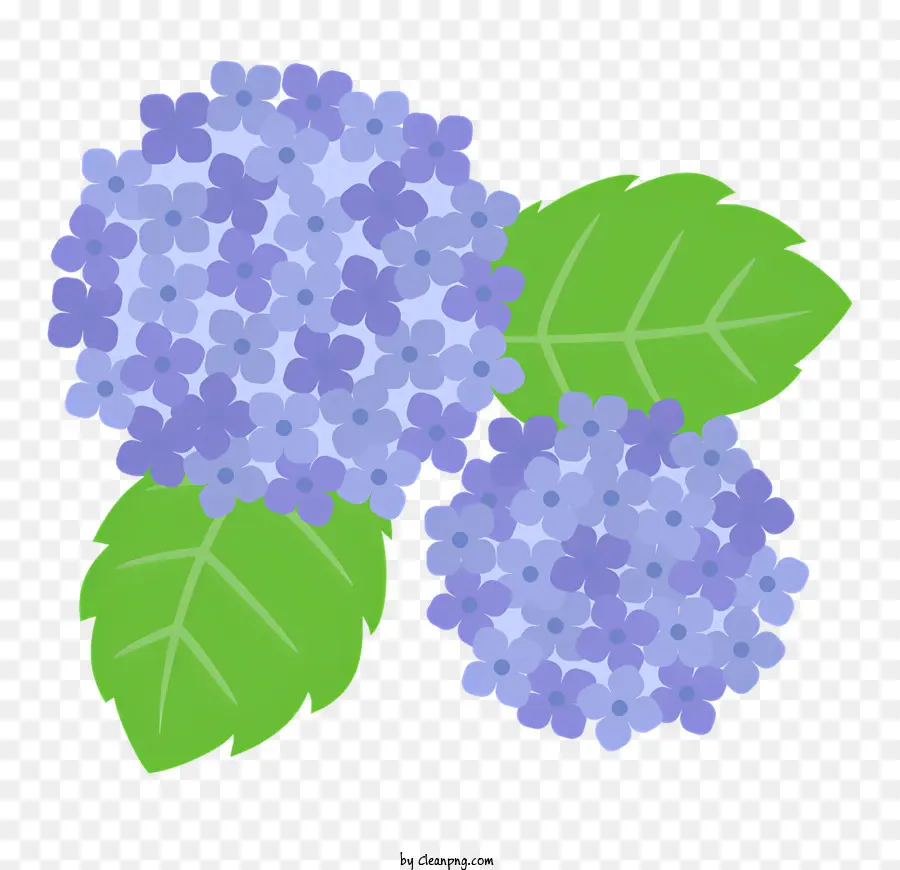 istruzione idrangea viola sboccia fiori - Primo piano di tre grandi fiori di ortensia viola