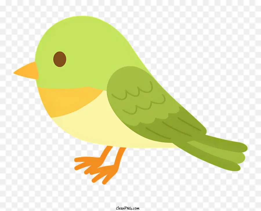 Education Bird Green Bird Bird Belly Bird Giallo e Bianco Bird - Uccello verde con pancia bianca, coda gialla