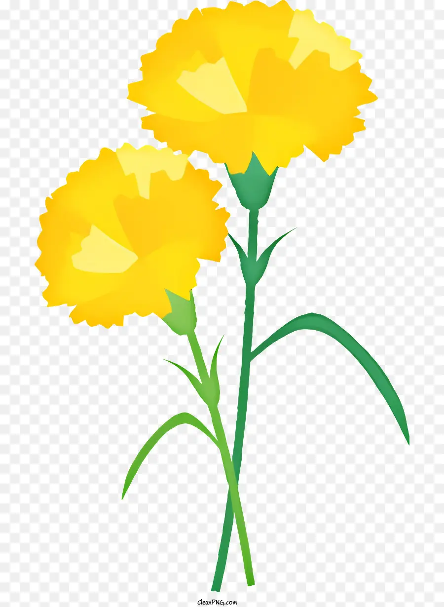 gelbe Blume - Gelbe Blume mit zwei Blütenblättern auf schwarzem Hintergrund