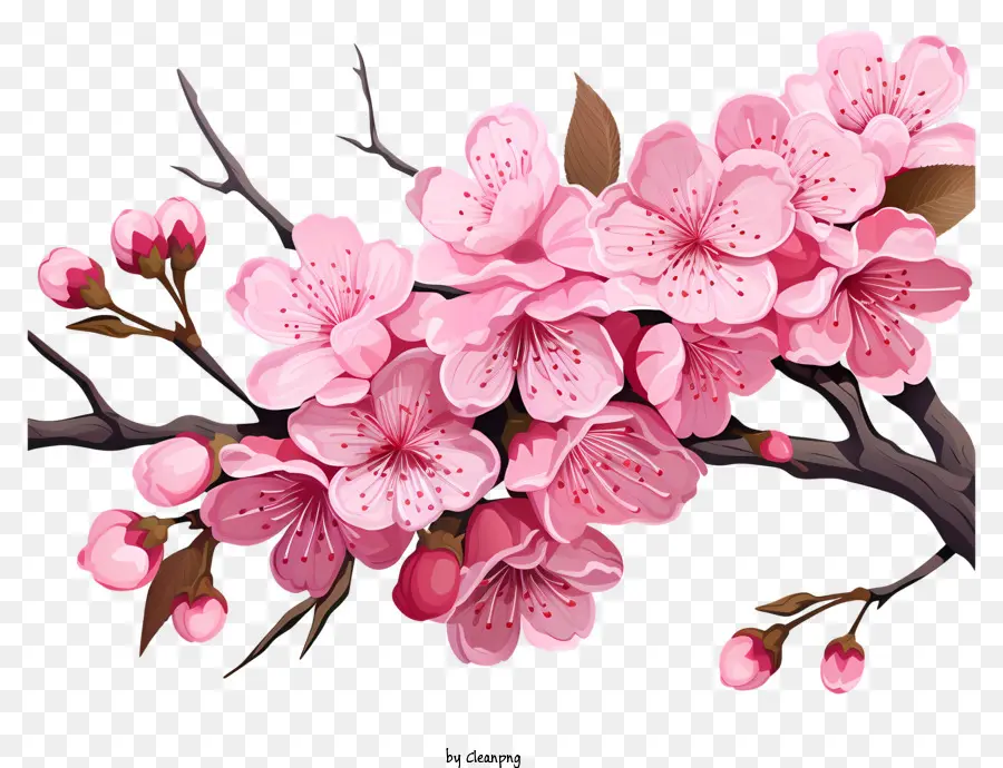 kirschblütenbaum - Kirschblütenbaum mit rosa Blüten im Fokus