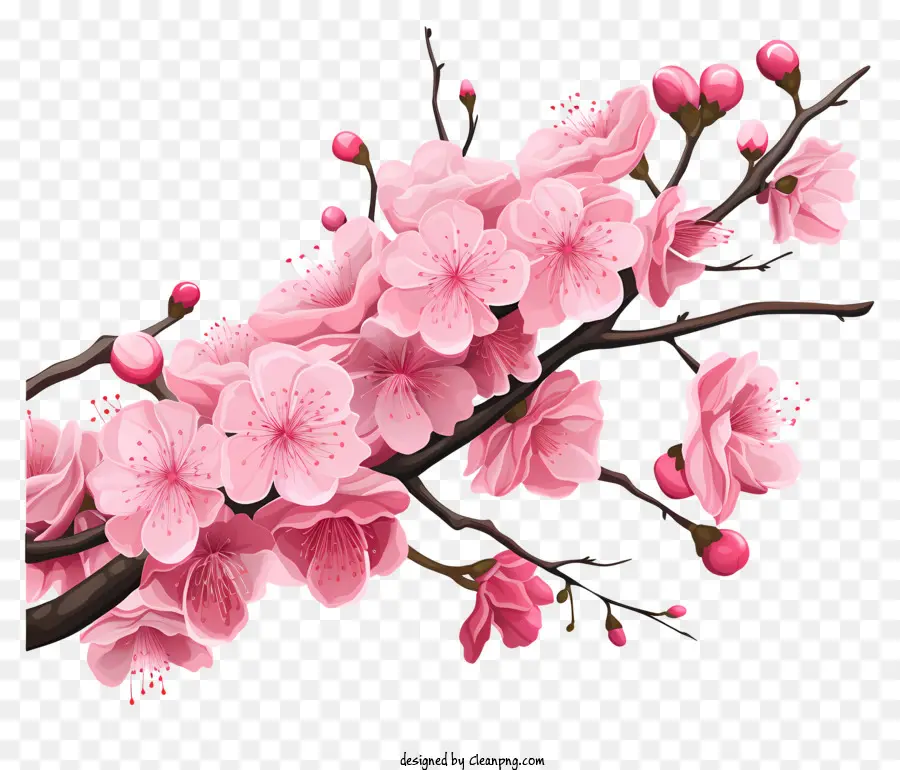 Kirschblüte - Kirschblütenzweig mit rosa Blüten auf Schwarz