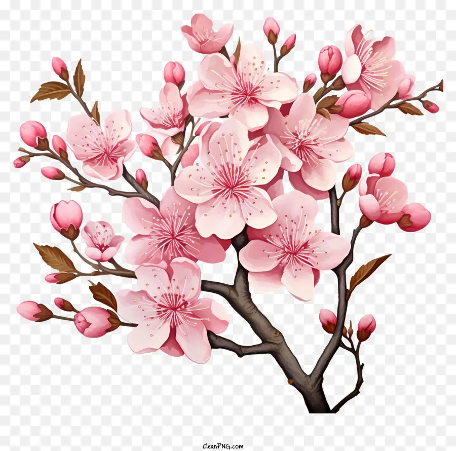 fiori di fiore di ramo di ciliegio pastello fiori di ciliegio fioritura rosa fiori raggruppati - Cluster di delicati fiori di ciliegio rosa in fiori