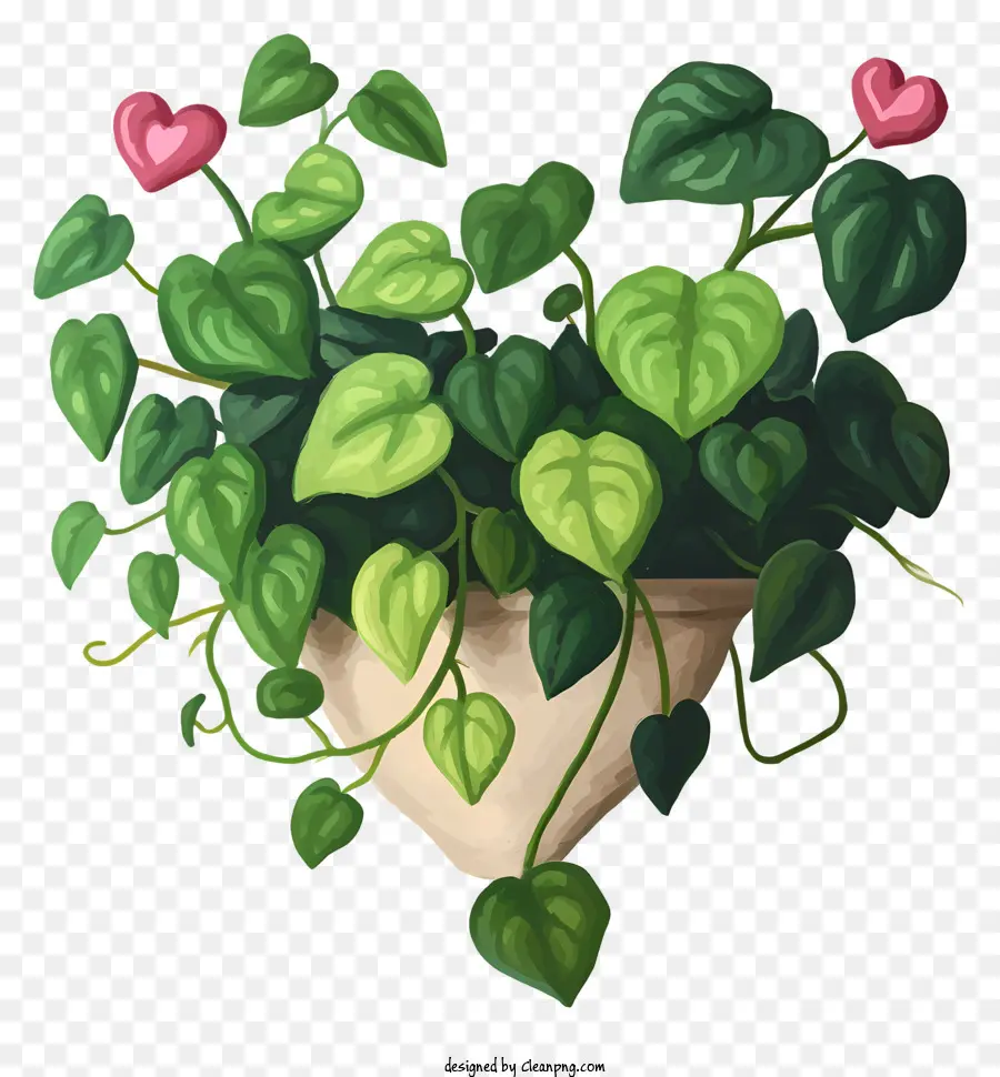 pianta a forma di cuore pianta in vaso a forma di cuore foglie verdi cuori rosa pianta in vaso - Pianta a forma di cuore con foglie verdi e cuori rosa