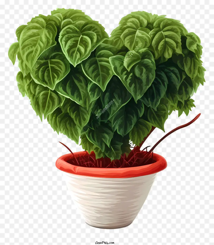 flacher Valentinstag pflanzte pflanzte Pflanze grüne Blätter herzförmiger Keramik-Topf - Herzförmige Topfpflanze im weißen/roten Topf