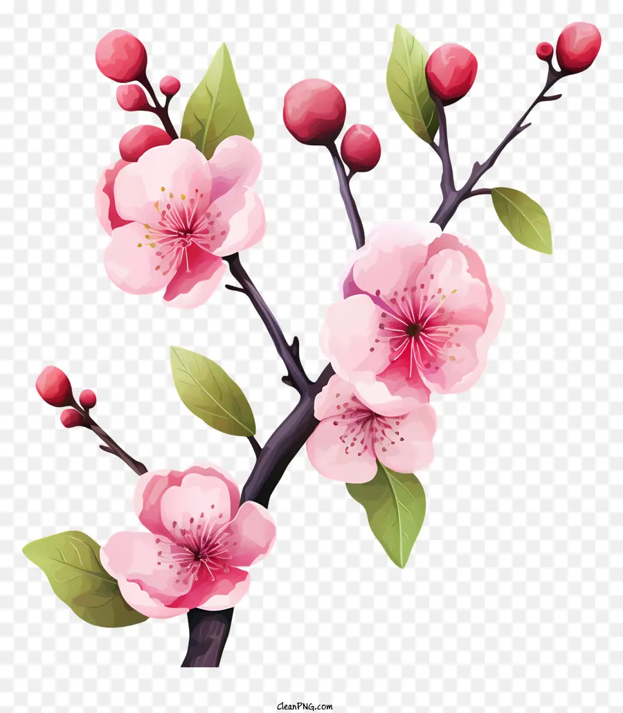 Kirschblüte - Realistischer, hochauflösender Sakura-Zweig in voller Blüte