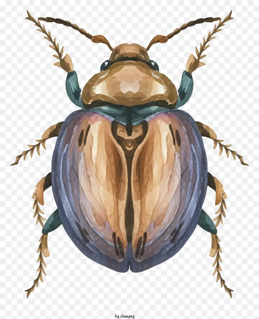 Cartoon WaterColor Illustration Beetle Testa girata a sinistra Curled Body - Illustrazione di scarabeo con corpo arricciato e segni