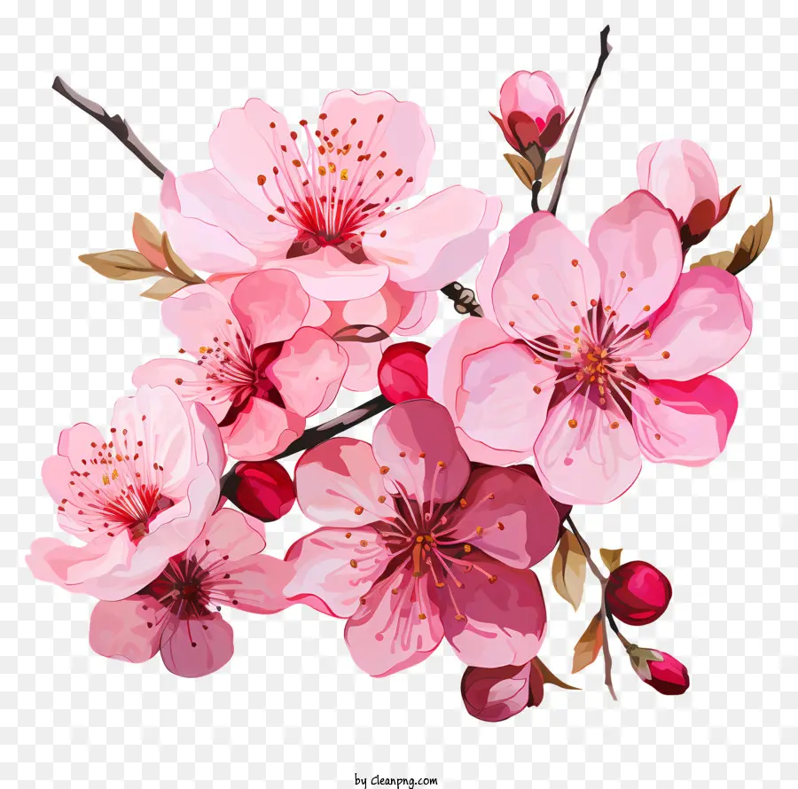 Frühlingsblumen - Pink Sakura blüht mit roten Knospen an Zweigen